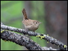house_wren_68382