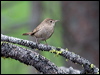 house_wren_68383