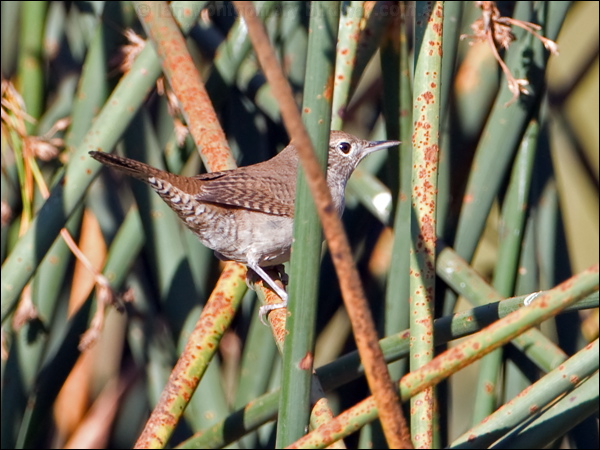 House Wren house_wren_110470.psd
