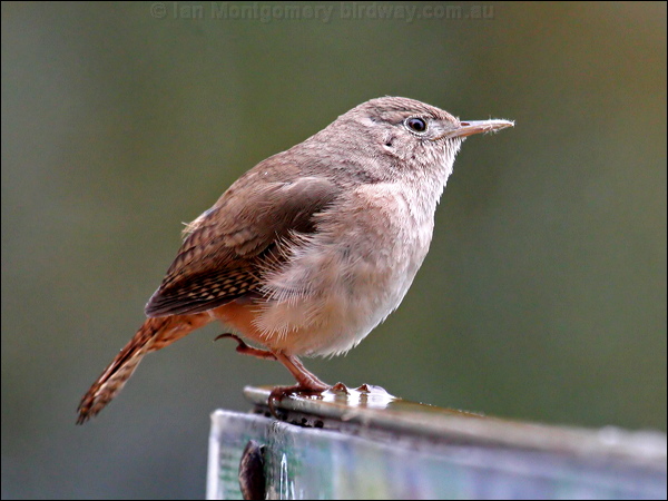 House Wren house_wren_27848.psd
