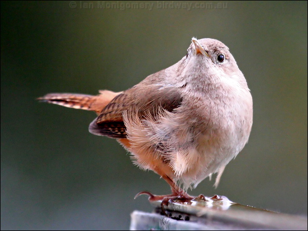 House Wren house_wren_27850.psd
