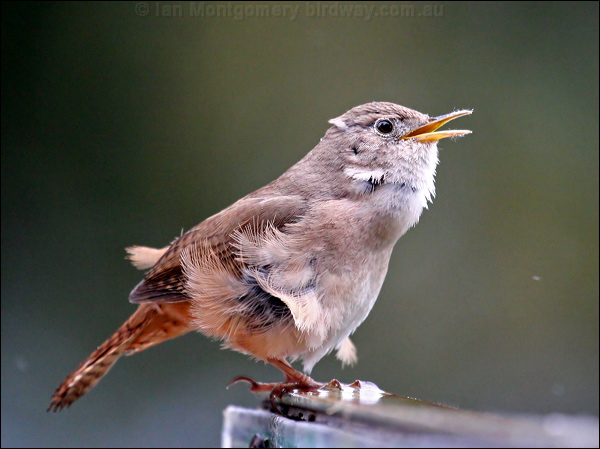 House Wren house_wren_27851.psd