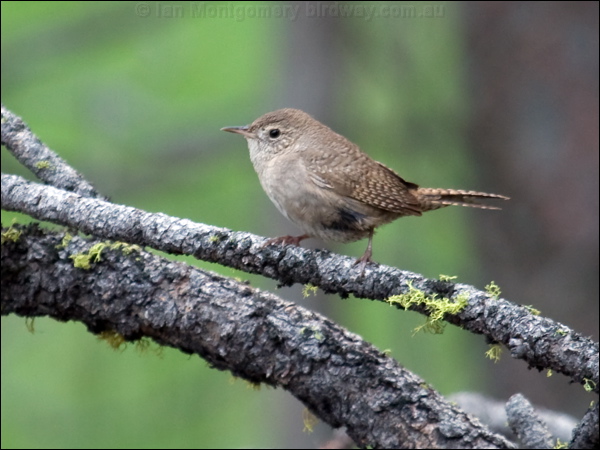 House Wren house_wren_68381.psd