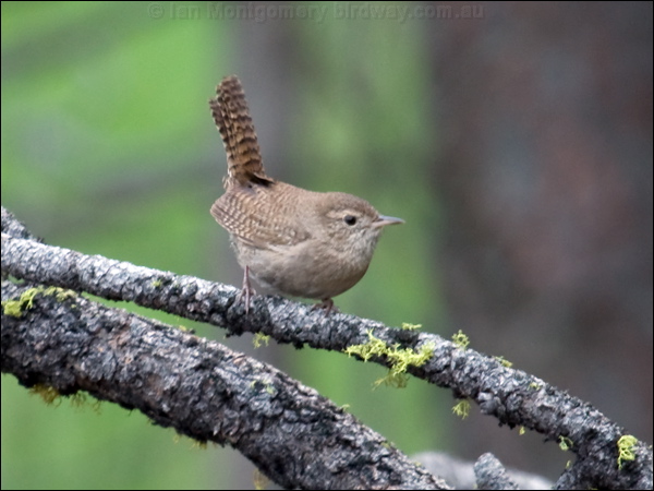 House Wren house_wren_68382.psd