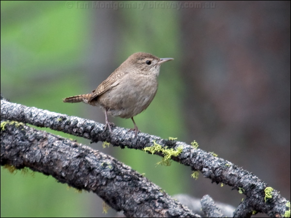 House Wren house_wren_68383.psd