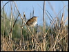marsh_wren_66504