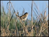 marsh_wren_66509