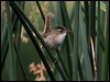 marsh_wren_67385