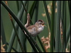 Click here to enter gallery and see photos/pictures/images of Marsh Wren