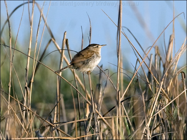 Marsh Wren marsh_wren_66504.psd