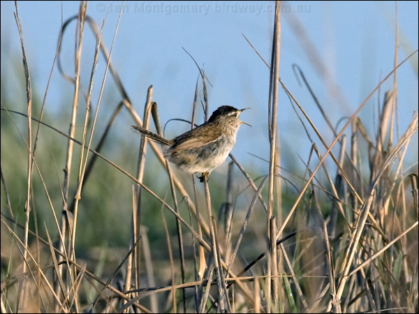 Marsh Wren marsh_wren_66509.psd