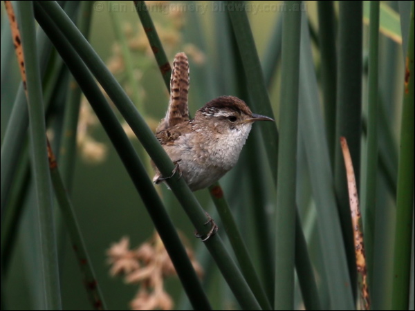 Marsh Wren marsh_wren_67385.psd