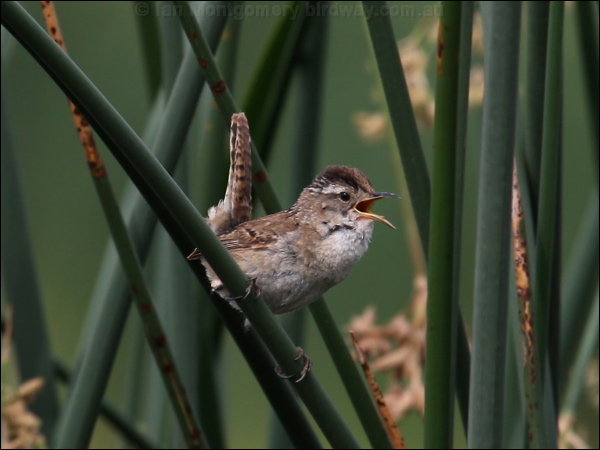 Marsh Wren marsh_wren_67389.psd