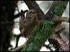 pacific_wren_108166