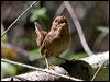 pacific_wren_108179