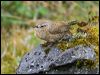 pacific_wren_68795