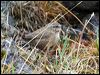 pacific_wren_68814