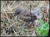 pacific_wren_68831