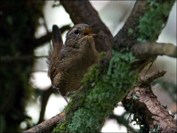 Pacific Wren pacific_wren_108166.psd