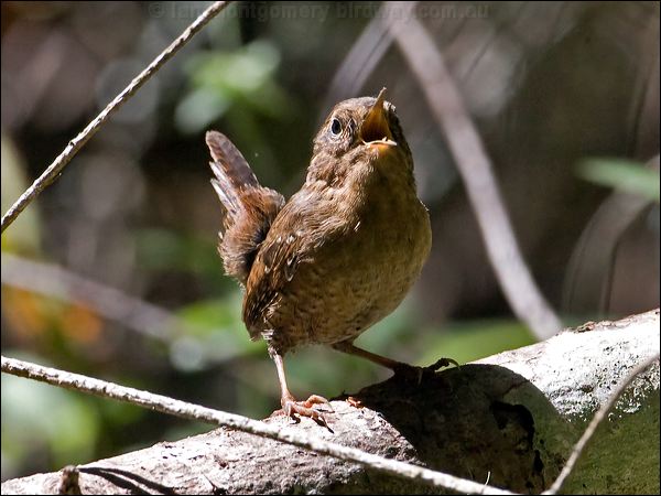 Pacific Wren pacific_wren_108179.psd