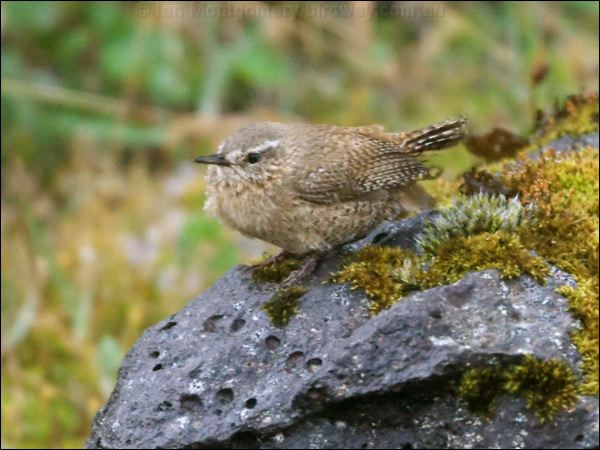 Pacific Wren pacific_wren_68795.psd