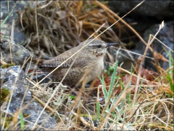 Pacific Wren pacific_wren_68814.psd