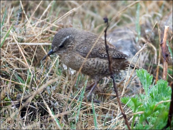Pacific Wren pacific_wren_68831.psd