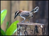 Click here to enter gallery and see photos/pictures/images of Rufous-naped Wren