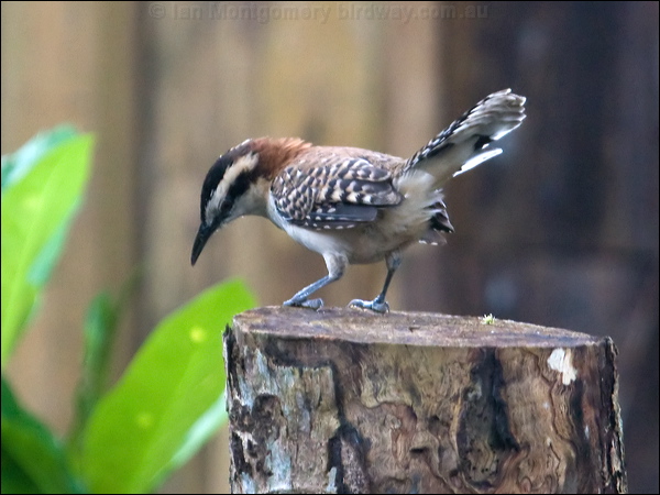 Rufous-naped Wren rufous_naped_wren_112974.psd