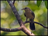 Click here to enter gallery and see photos/pictures/images of Thrush-like Wren