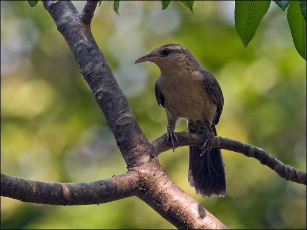 Thrush-like Wren thrush_like_wren_202500.psd