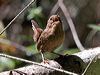 Click here to enter gallery and see photos/pictures/images of Winter Wren