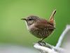 Click here to enter gallery and see photos of: Rufous-naped, Fasciated, Marsh, Bewick's, Eurasian, Pacific and House Wrens; Grey-breasted Wood-Wren.