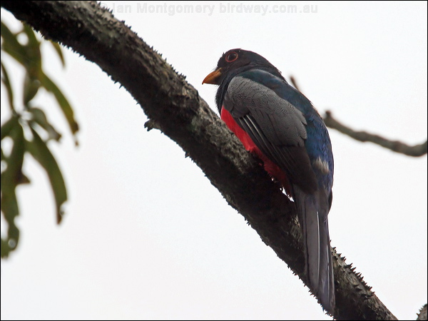 Black-tailed Trogon black_tailed_trogon_26196.psd