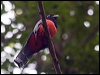 blue_crowned_trogon_206771