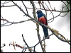 blue_crowned_trogon_206827