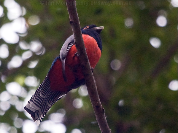 Blue-crowned Trogon blue_crowned_trogon_206771.psd