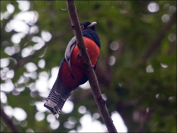Blue-crowned Trogon blue_crowned_trogon_206780.psd