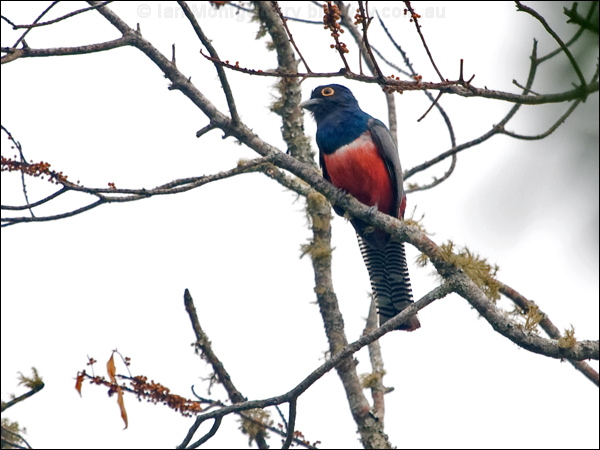 Blue-crowned Trogon blue_crowned_trogon_206827.psd