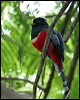 collared_trogon_22690
