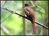 collared_trogon_22708