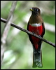 collared_trogon_22718