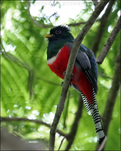Collared Trogon collared_trogon_22690.psd