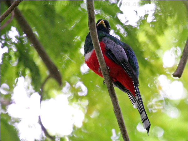Collared Trogon collared_trogon_22698.psd