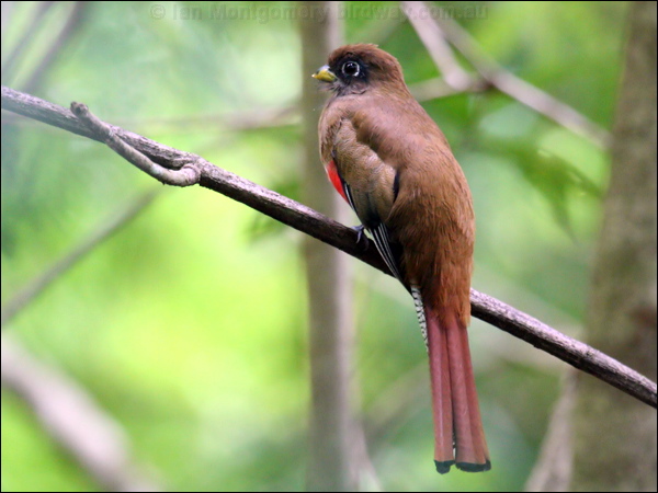 Collared Trogon collared_trogon_22708.psd