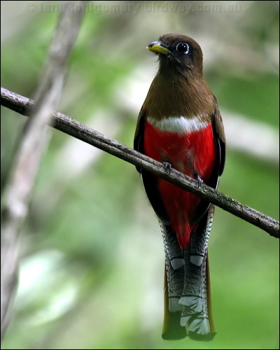Collared Trogon collared_trogon_22718.psd