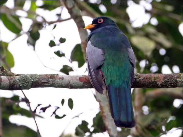 Ecuadorean Trogon ecuadorean_trogon_27480.psd