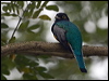 gartered_trogon_112981