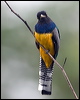 gartered_trogon_113012