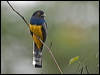 gartered_trogon_113021